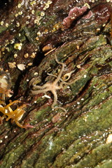 Amphipholis squamata