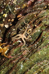 Amphipholis squamata