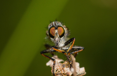 Neoitamus socius