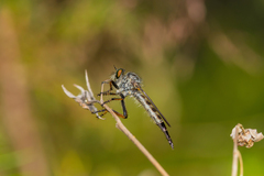 Neoitamus socius