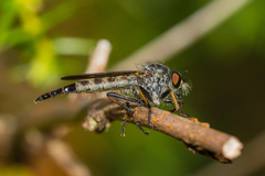 Neoitamus socius