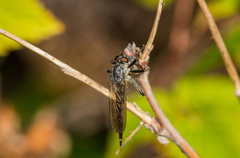 Neoitamus socius