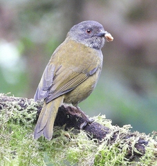 Chlorospingus semifuscus