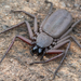 Scorpion Flat Spiders - Photo (c) anthonypaul, some rights reserved (CC BY-NC), uploaded by anthonypaul