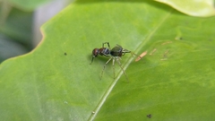 Orsima ichneumon
