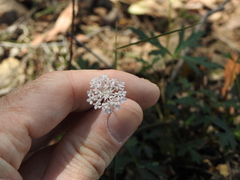 Trachymene procumbens