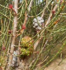 Allocasuarina muelleriana