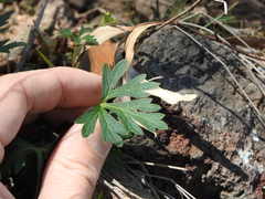 Trachymene procumbens