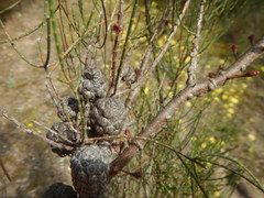 Allocasuarina muelleriana
