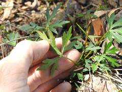 Trachymene procumbens