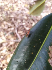 Gminatus australis