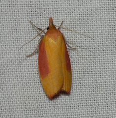 Wingia hesperidella