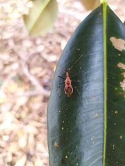Gminatus australis