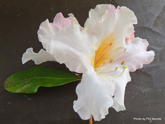 Rhododendron cubittii