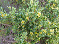 Pimelea serpyllifolia