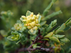 Pimelea serpyllifolia