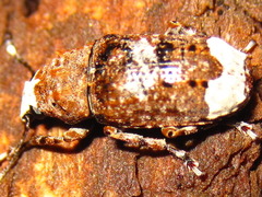 Platystomos sellatus
