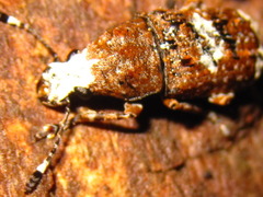 Platystomos sellatus