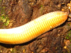 Polyzoniida