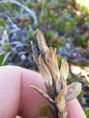 Gentiana glauca