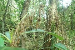 Gahnia xanthocarpa