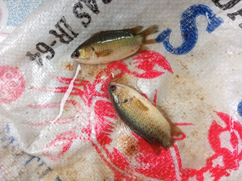 Anabas testudineus