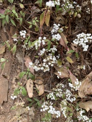 Ageratina riparia