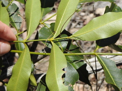 Flindersia australis