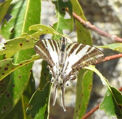 Protographium leosthenes