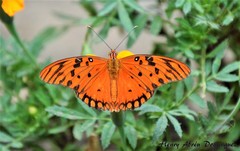 Dione vanillae