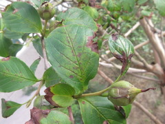 Stewartia koreana