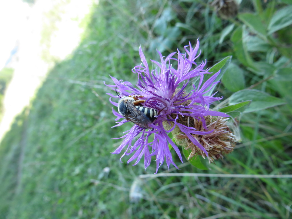 Lateral-spotted Yellow-Resin bee