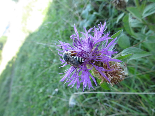 Lateral-spotted Yellow-Resin bee