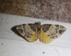 Chrysolarentia phaedra