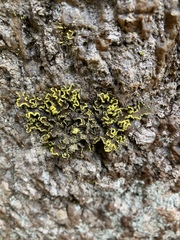 Crocodia