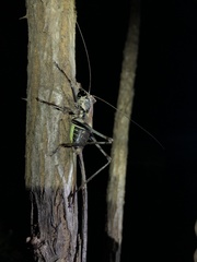 Paratlanticus ussuriensis