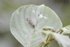 Macrostemum zebratum