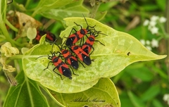 Oncopeltus nigriceps