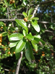 Pyracantha