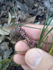Lomandra glauca