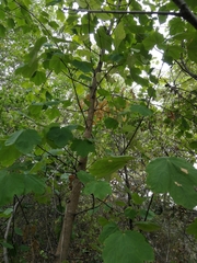 Acer opalus obtusatum