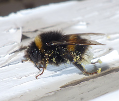 Bombus