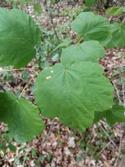 Acer opalus obtusatum