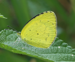Eurema brigitta rubella
