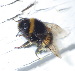 Bombus