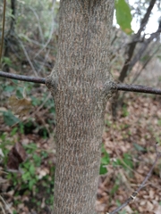 Acer opalus obtusatum