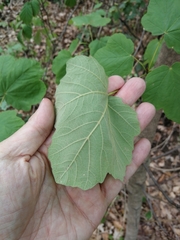 Acer opalus obtusatum
