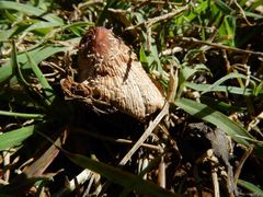 Coprinellus