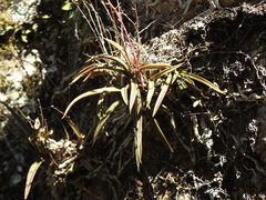 Sarcochilus ceciliae