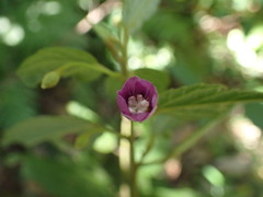 Howittia trilocularis